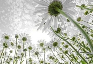 Margirites // &copy; S&uuml;dliche Boddenk&uuml;ste