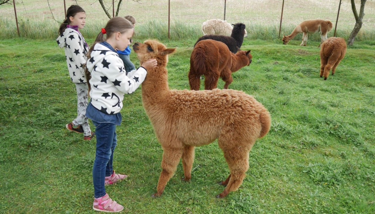 Onze alpaca's brengen rust over uit het stressvolle dagelijkse leven en je raakt weer "geaard"!, © Lena Marie Hahn