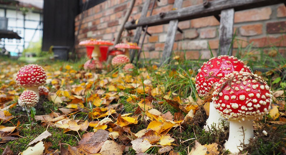 &copy; Freilichtmuseum Klockenhagen