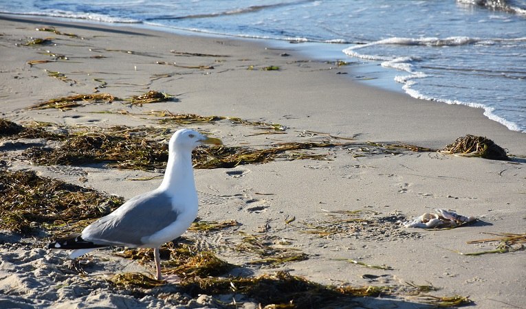 Strandwandeling georganiseerd door VEREIN JORDSAND zum Schutz der Seevögel und der Natur e. V., © jordsand.JPG