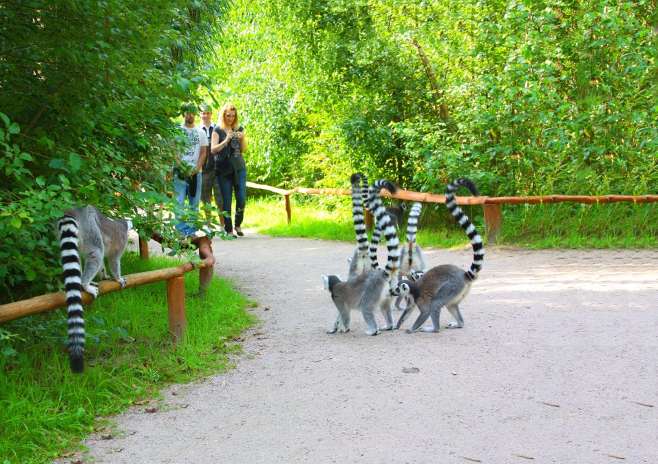 Calicoes, &copy; Vogelpark Marlow/Z&ouml;ger