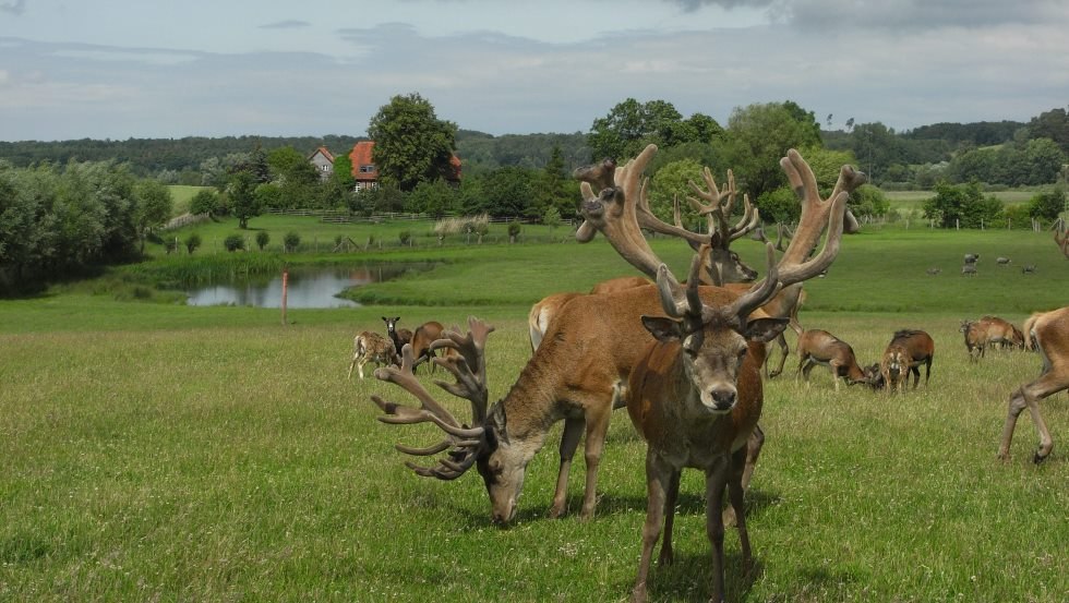 Jeleń szlachetny i owca Gotlandzka na dużym wybiegu, © Zacharias