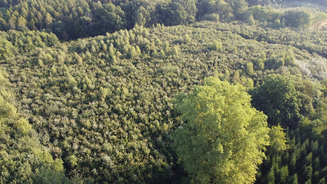 Klimatyczny las Golchen // &copy; Landesforst MV