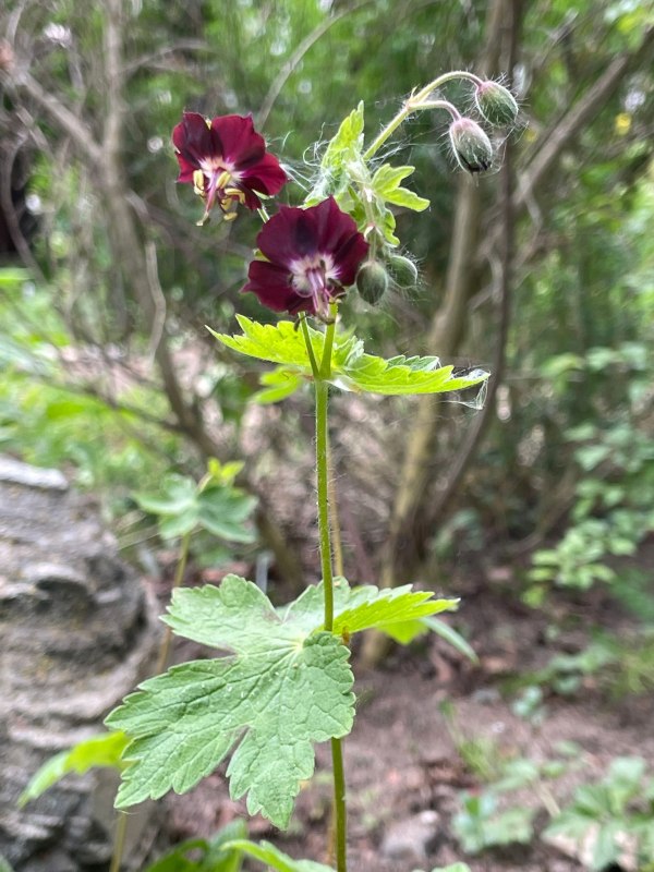 © Wildpflanzengarten Waren (Müritz) © Wildpflanzengarten Waren (Müritz)