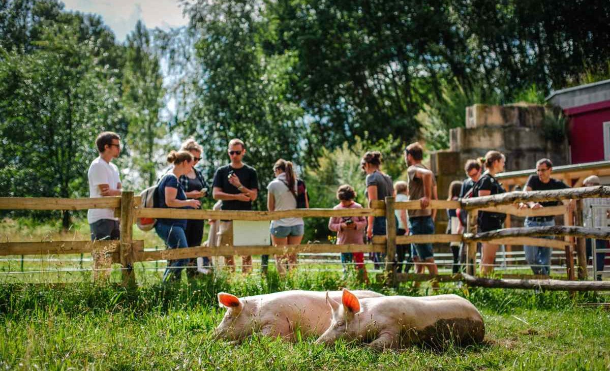 Świnki Anni i Rosalie w godzinach odwiedzin w krainie zwierząt, © Land der Tiere