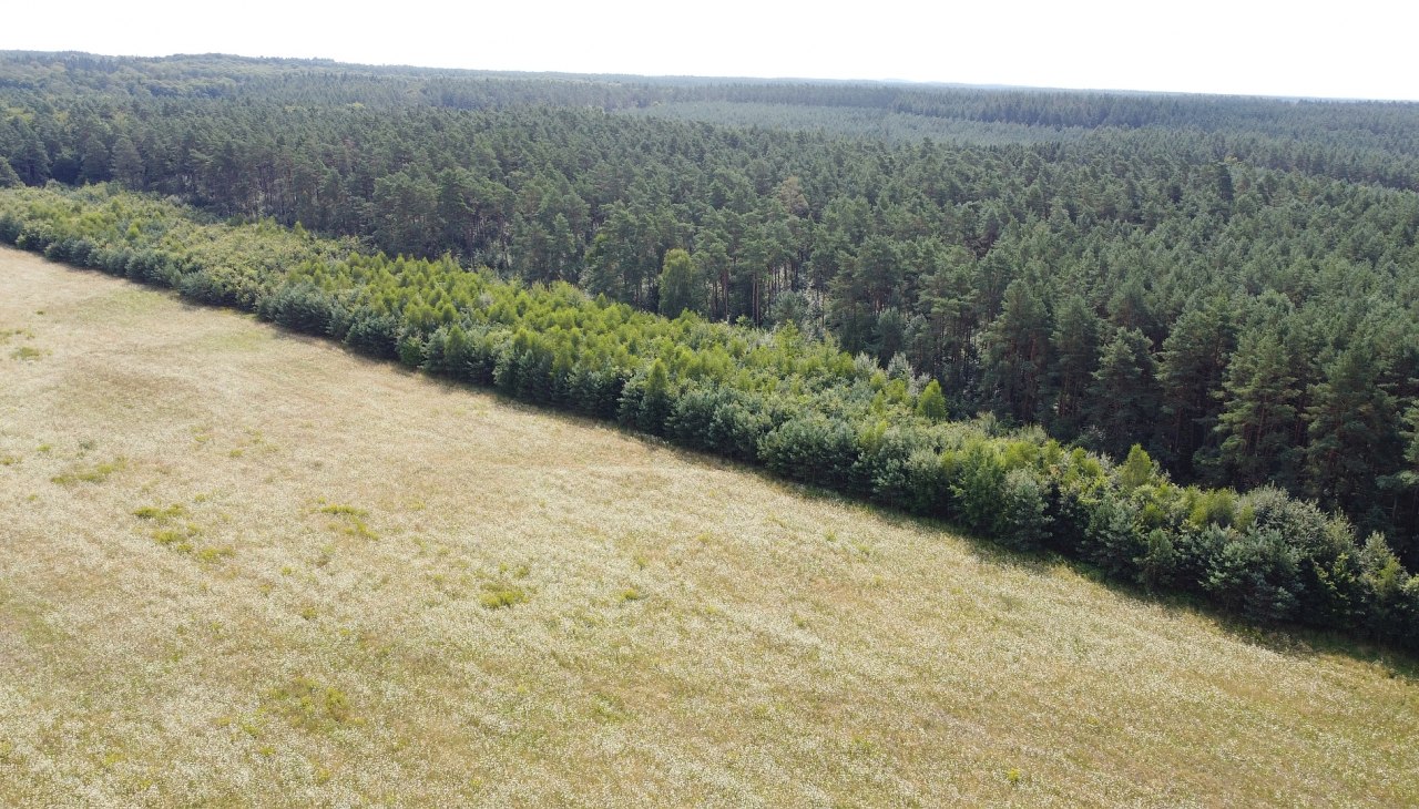 Klimatyczny las Neustrelitz, © Landesforst MV