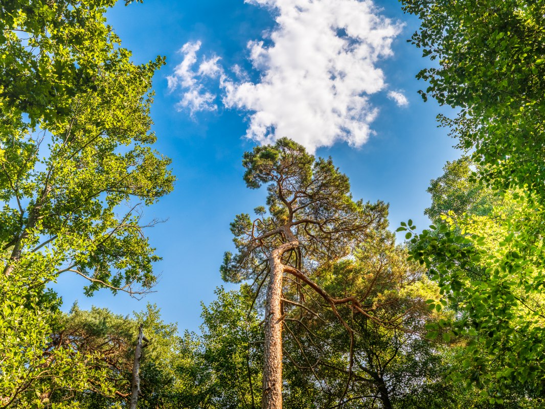 Bosbaden in kuuroord aan de Oostzee Graal-Müritz | met Torsten Maaß // © André Pristaff / TuK Bosbaden in kuuroord aan de Oostzee Graal-Müritz | met Torsten Maaß // © André Pristaff / TuK