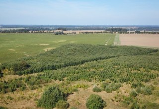 Klimawald Herren Steinfeld // &copy; Landesforst MV