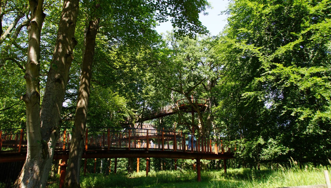 baumkronenpfad-im-hutewald, © Landesforst MV