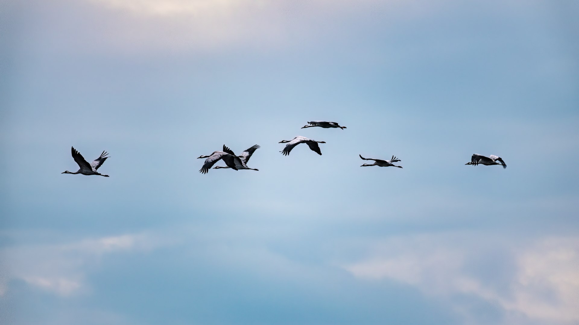 Een kraanvogeltrek vliegt voorbij in de lucht
