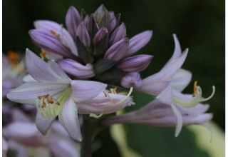 Hosta Petra Rasel // © Petra Rasel Hosta Petra Rasel // © Petra Rasel