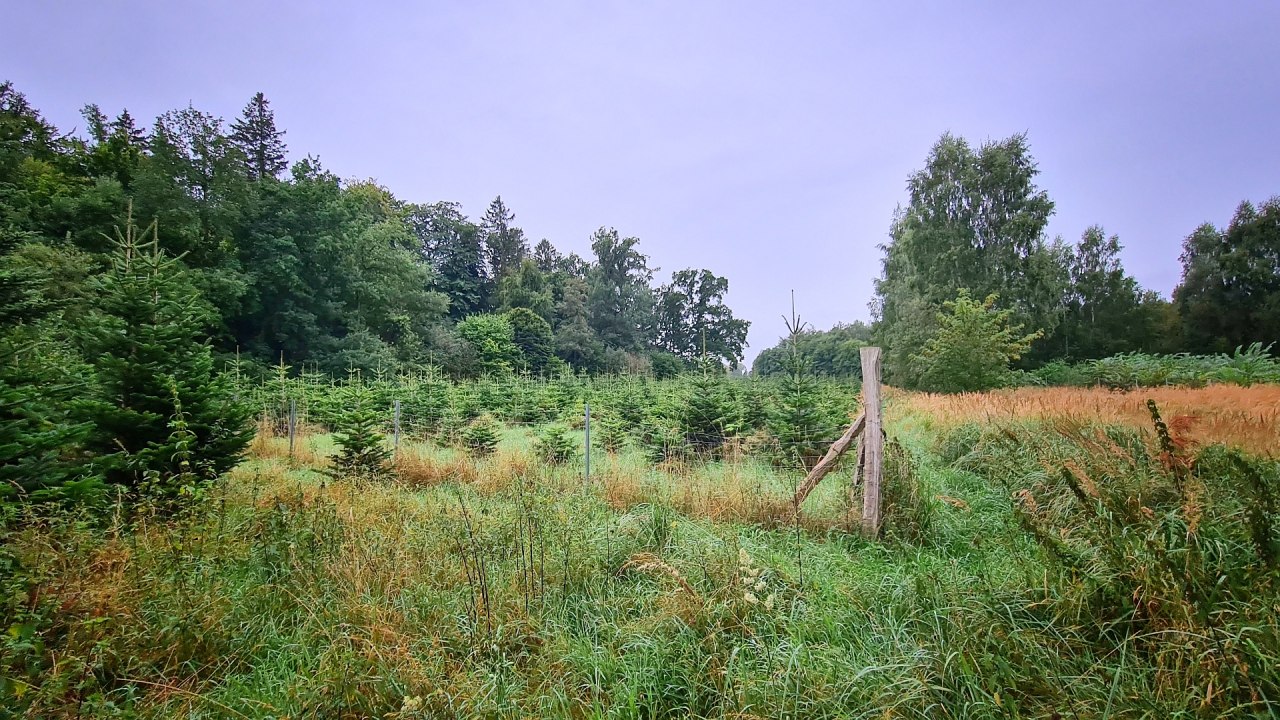 Climate forest Sehlen, &copy; Landesforst MV