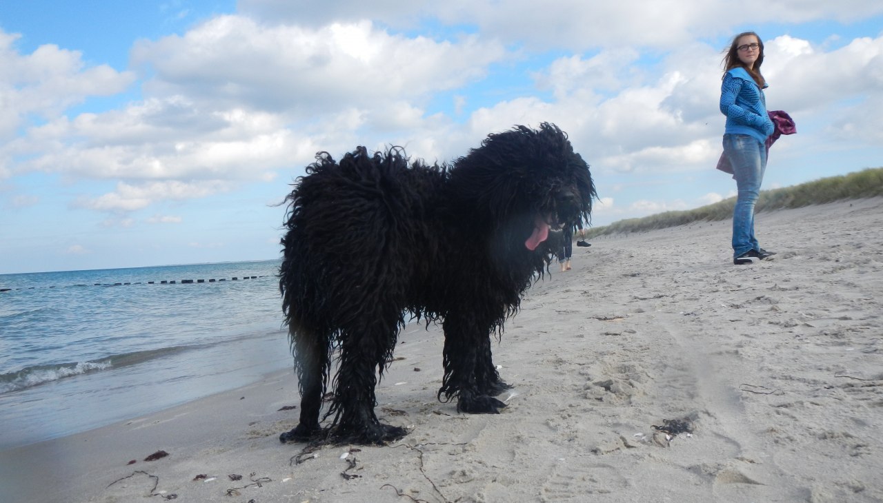 Dog on the beach in Dierhagen, © Raimund Jennert Dog on the beach in Dierhagen, © Raimund Jennert