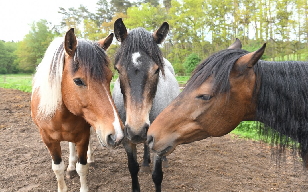 Er zijn verschillende pony's voor paardrijlessen op de Zislow paardenboerderij., © Pferdehof Zislow