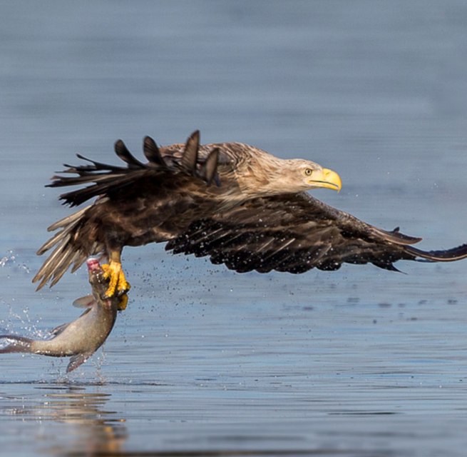 Erfolgreiche morgendliche Fischjagd // &copy; Eric Dienesch