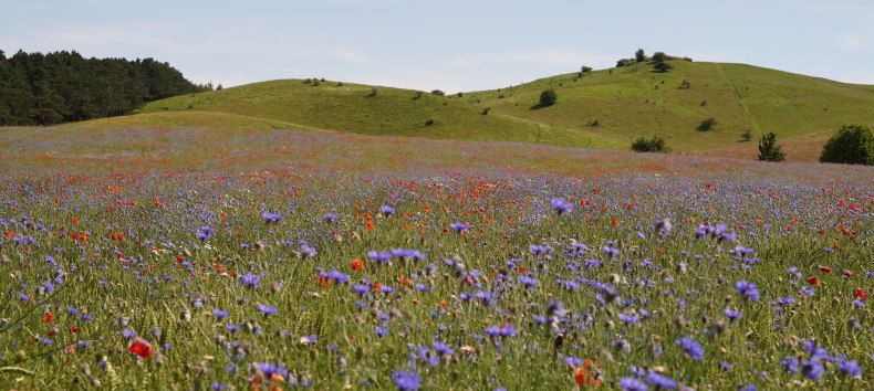 &copy; Nico Offermann