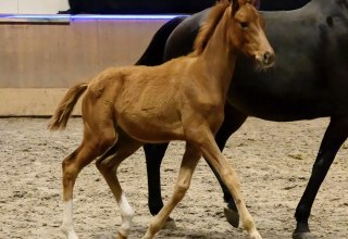 Foal show of the Trakehner 2025, &copy; DE