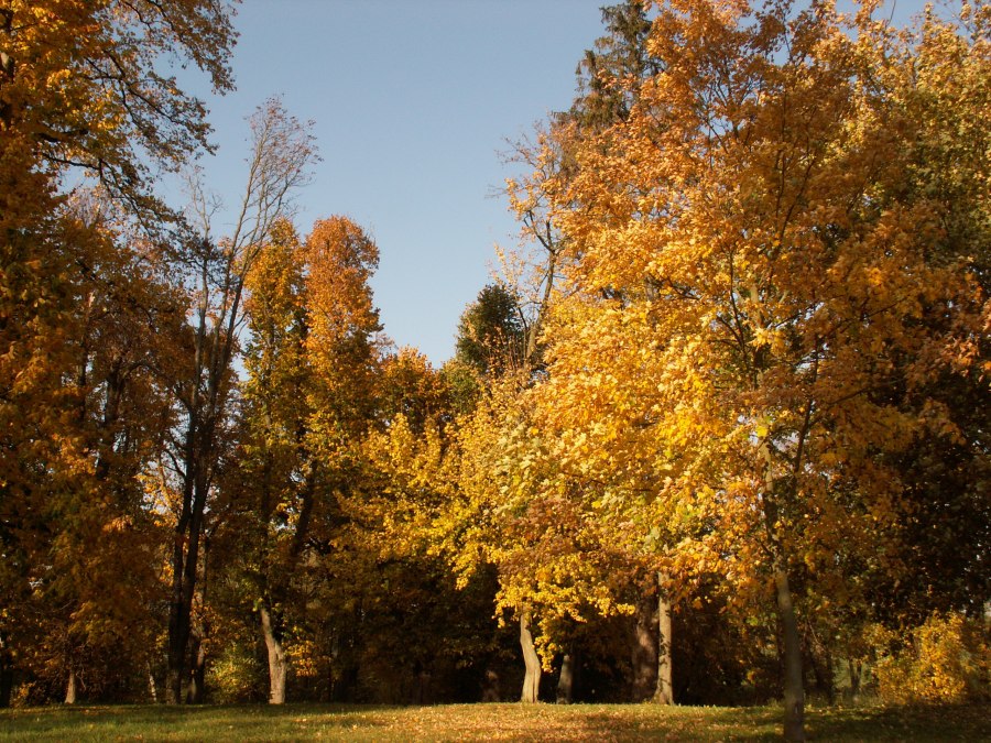 Een wandeling in het park in de herfst, © Kröger