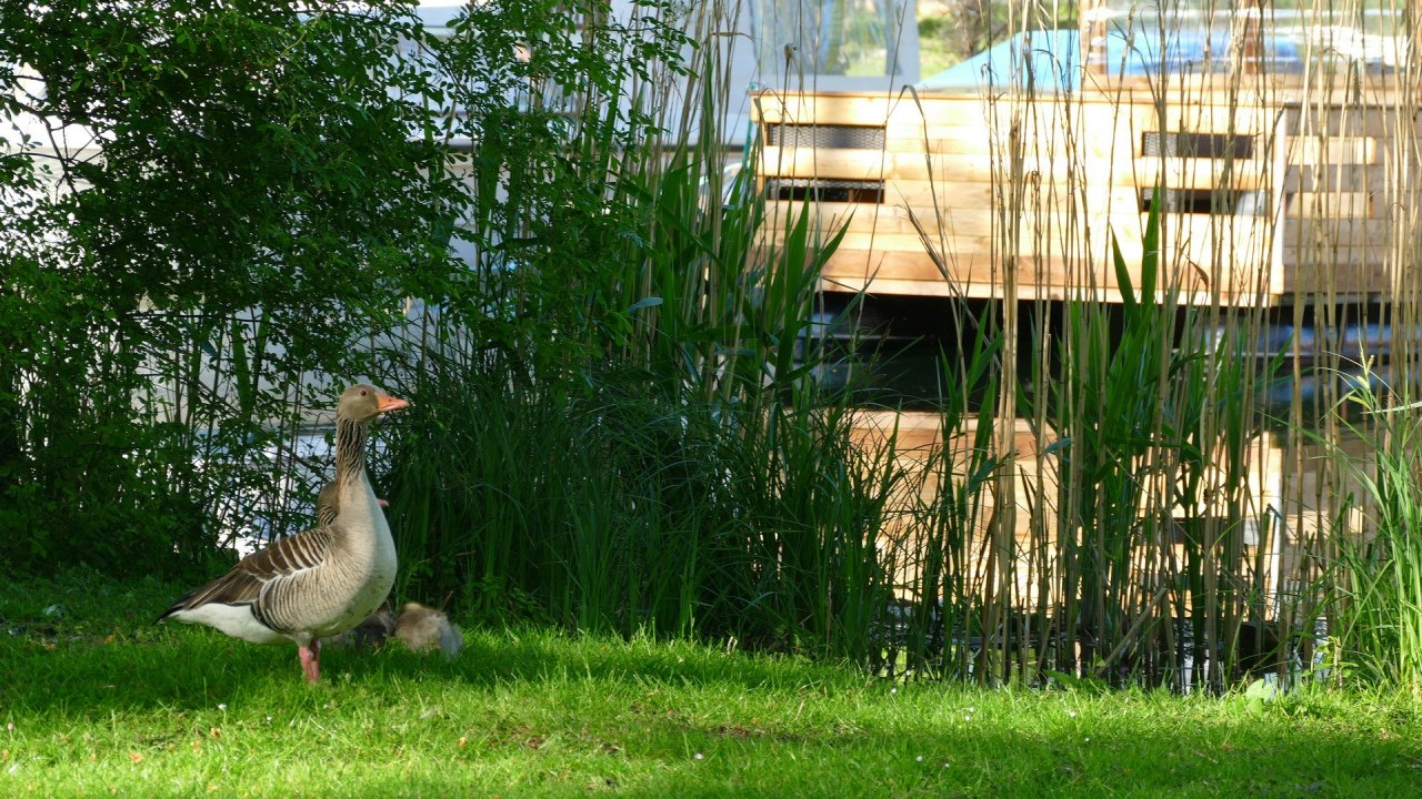 Exciting animal observations at the Tollensesee lake // © Birgit Riemer Exciting animal observations at the Tollensesee lake // © Birgit Riemer