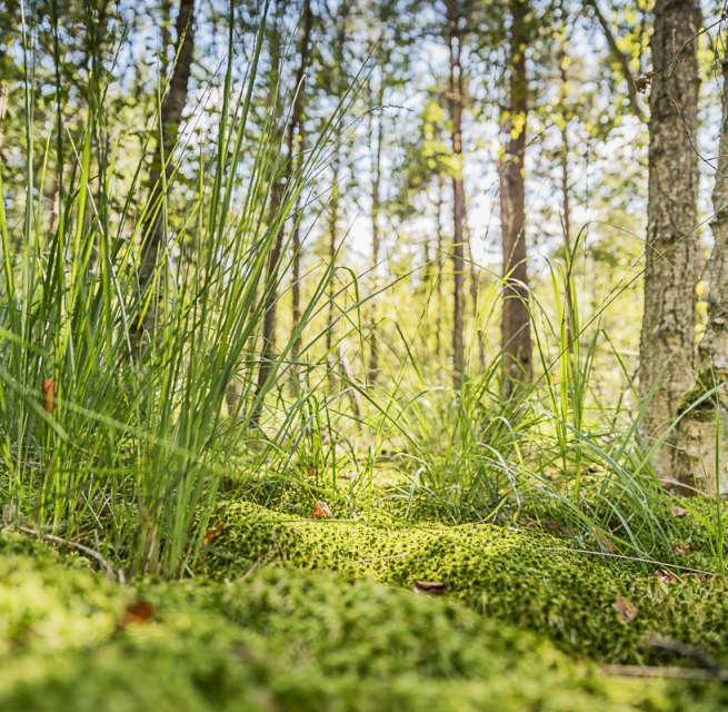 © André Pristaff / Tourismus- und Kur GmbH Graal-Müritz