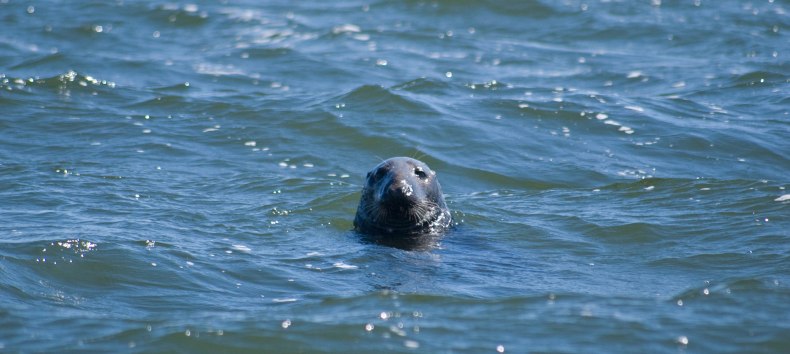 Seal cruises from the port of Baabe (Bollwerk), © Weiße Flotte GmbH