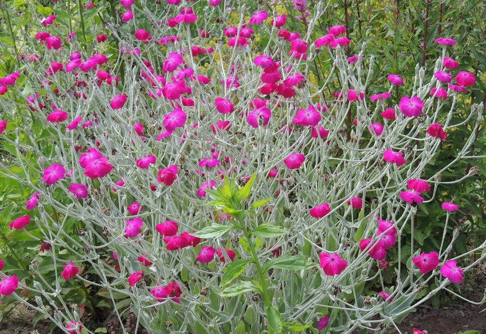 Bloeiende pracht in de showtuin, © Kurverwaltung Insel Poel