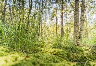 © André Pristaff / Tourismus- und Kur GmbH Graal-Müritz