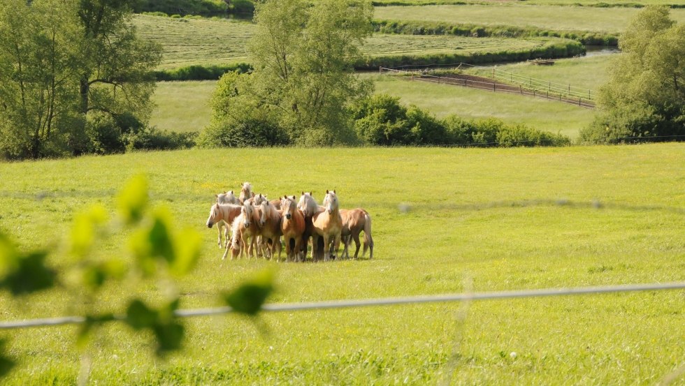 Haflinger jonge hengsten niet ver van de boerderij op Usedom, © Reiterhof Sallenthin