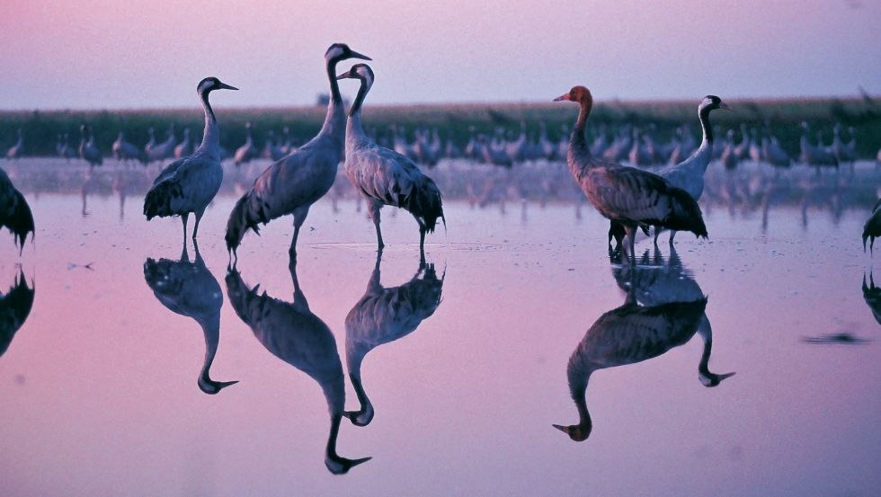 Watch cranes on wheelchair accessible paths from the first row, &copy; TMV/Reich