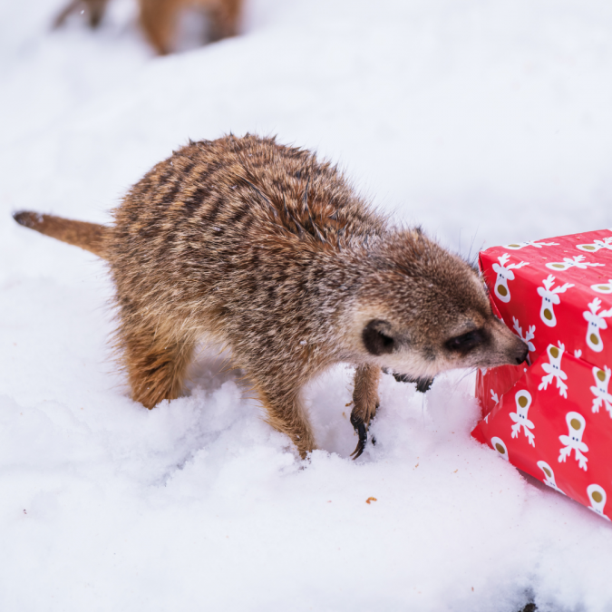 Sponsor zdjęć i impreza sponsorska, © Zoo Schwerin Sponsor zdjęć i impreza sponsorska, © Zoo Schwerin