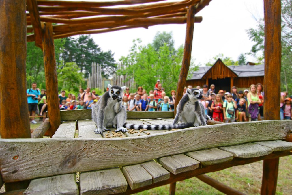 Lemurs feeding in bird park Marlow, © Vogelpark Marlow
