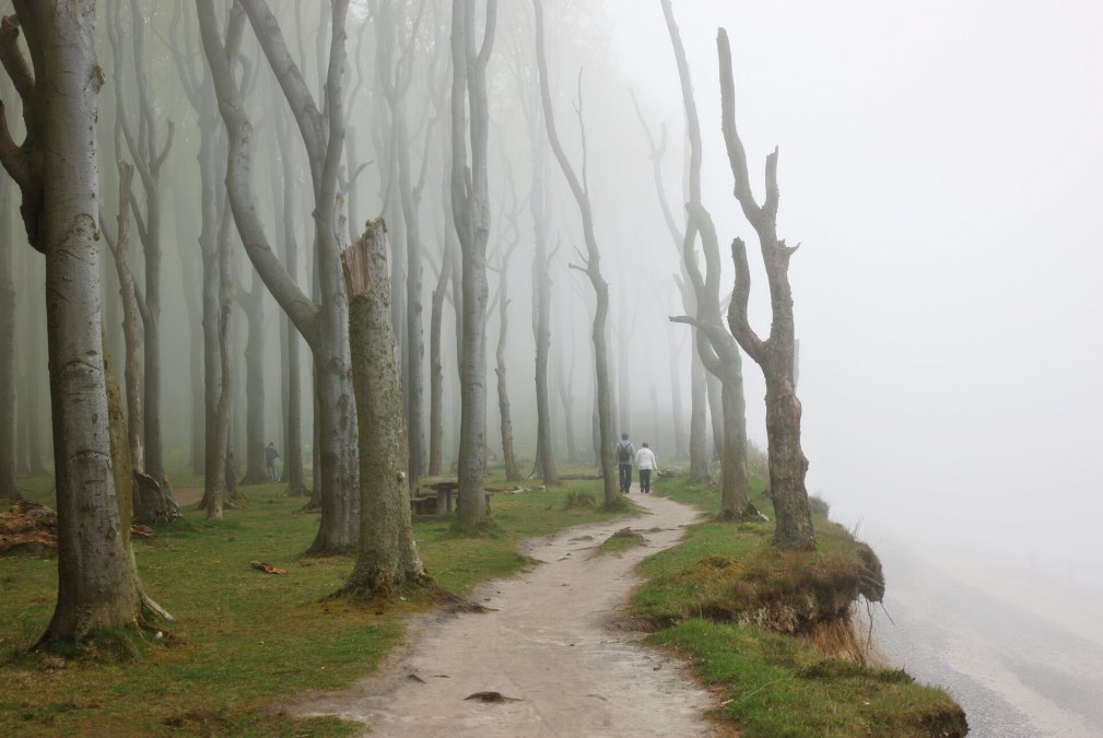 The special atmosphere gives the ghost forest its name, © TMV/Grundner