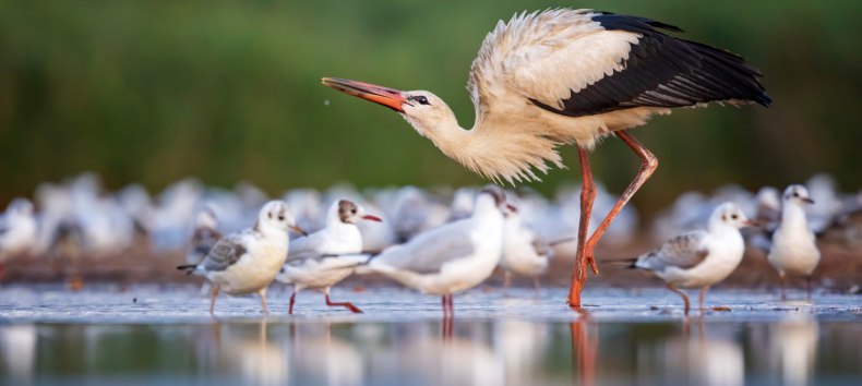 White stork and seagulls, © Thomas Hinsche