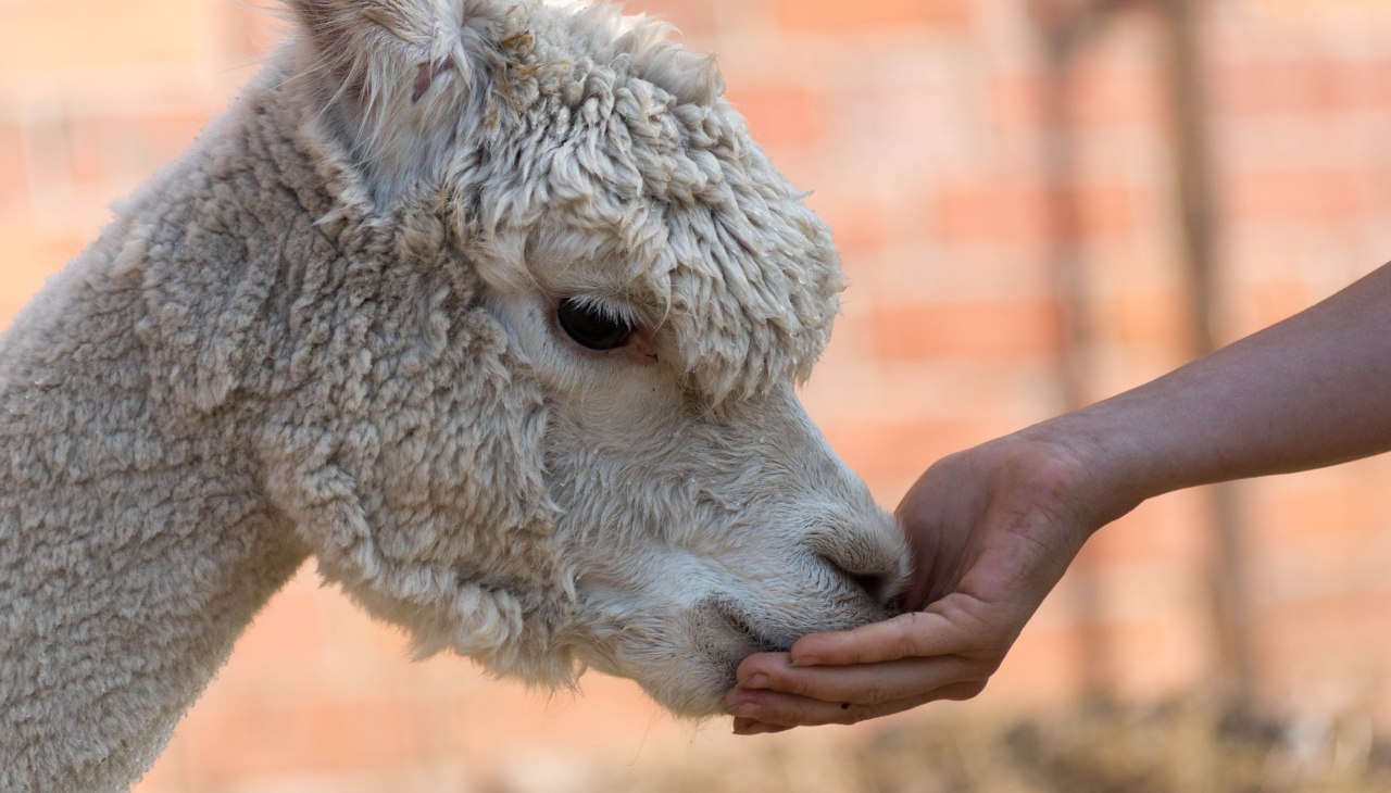 Alpaca, boerderij Birkenkamp, © © Jennifer Dietel