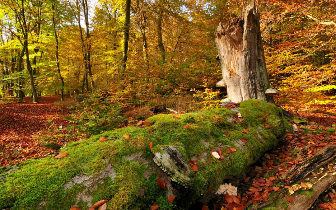 2025-05-26 11_10_42-Wanderung im Weltnaturerbegebiet _Serrahner Buchenwälder_ • Wanderung » outdoora, © Stadt Neustrelitz 2025-05-26 11_10_42-Wanderung im Weltnaturerbegebiet _Serrahner Buchenwälder_ • Wanderung » outdoora, © Stadt Neustrelitz