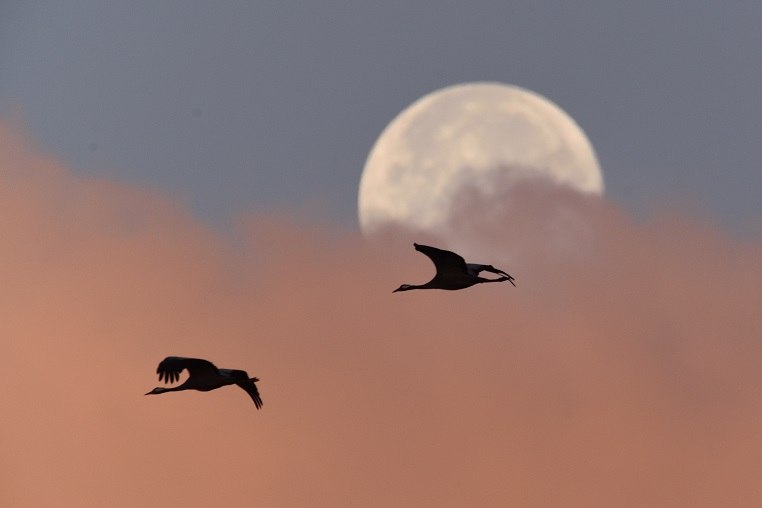 Cranes in the Morning // &copy; Karsten Peter