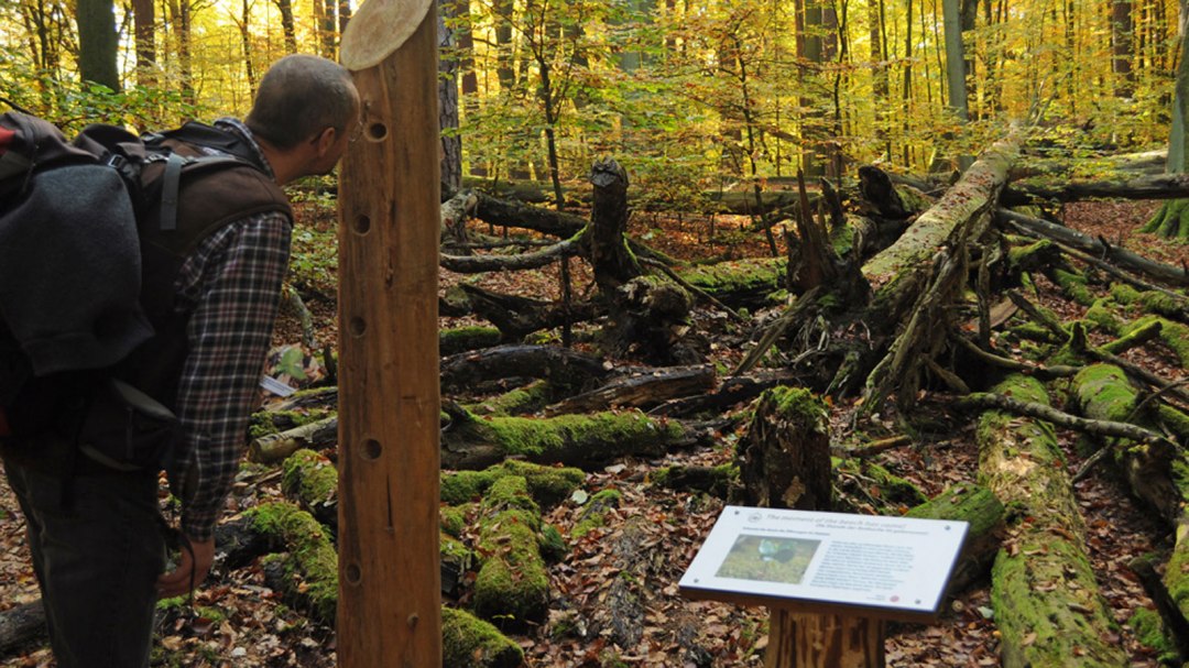 Widok na powalony buk, © Nationalparkamt Müritz / Lüthi-Herrmann