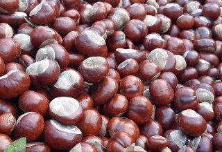 Chestnuts // &copy; Helen Andrews