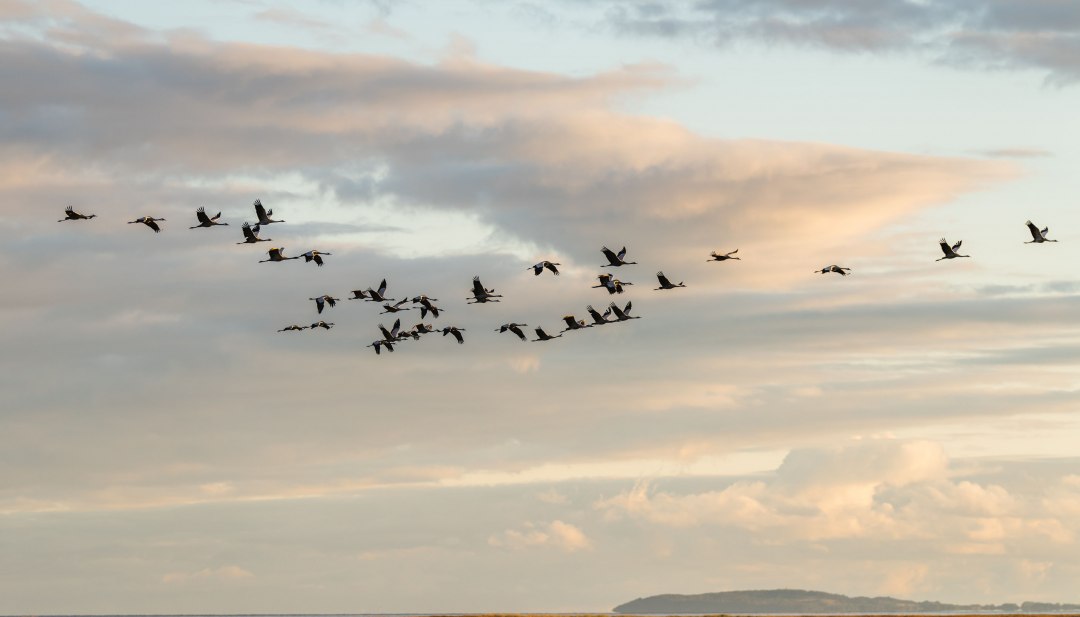 Flock of cranes flies over the Bodden landscape in the Fischland-Darß-Zingst National Park at sunset. // Cranes migrate in formation over the bodden landscape of Fischland-Darß-Zingst. Every year, thousands of these majestic birds rest in the Western Pomerania Lagoon National Park on their way south. A natural spectacle that sets the sky above the Baltic Sea coast in motion. // © MV-T/Gross Flock of cranes flies over the Bodden landscape in the Fischland-Darß-Zingst National Park at sunset.