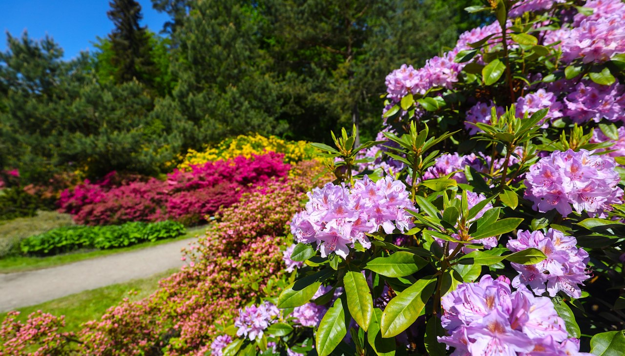 Kleurrijke rododendrons in het kuuroord aan de Oostzee Graal-M&uuml;ritz - een paradijs voor natuurliefhebbers en wandelaars., &copy; TMV/Gohlke