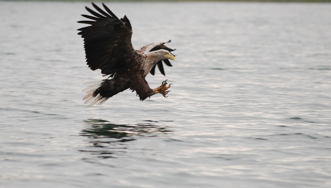 Seeadler_W_Stuerzbecher, © W. Stuerzbecher Seeadler_W_Stuerzbecher, © W. Stuerzbecher