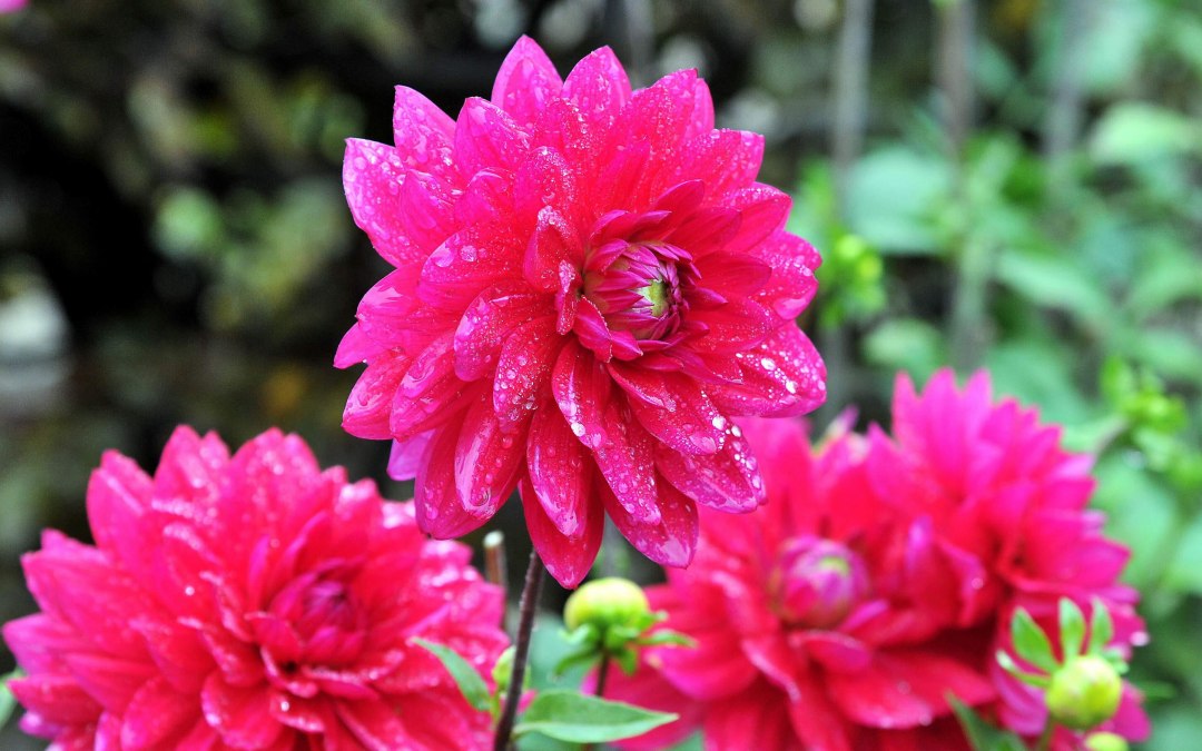 Dahlias at Rostock Zoo, © Zoo Rostock/Kloock