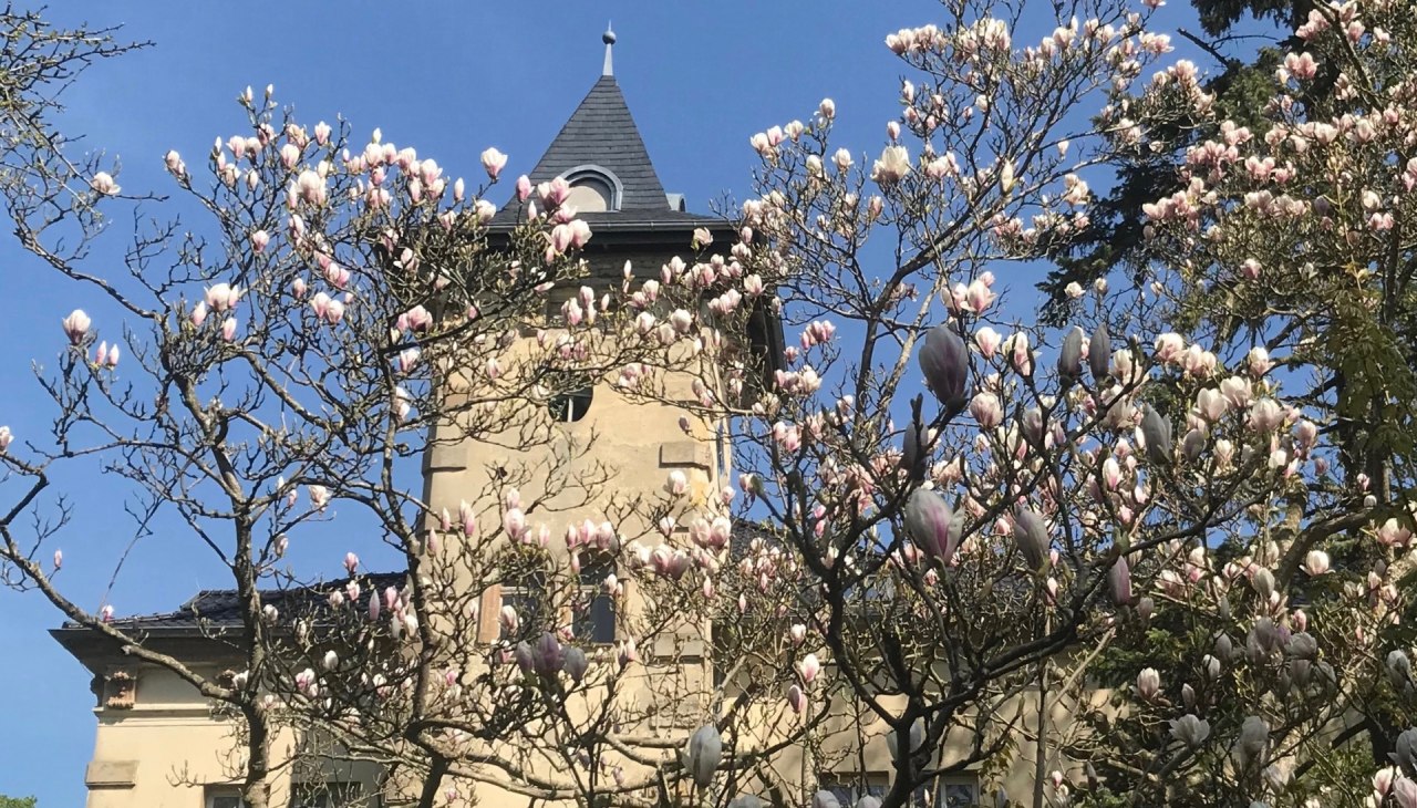 Schloss Hohenbrünzow Zuid: de magnolia ontvouwt haar bloeiende pracht ..., © Gernot Pohl 2019