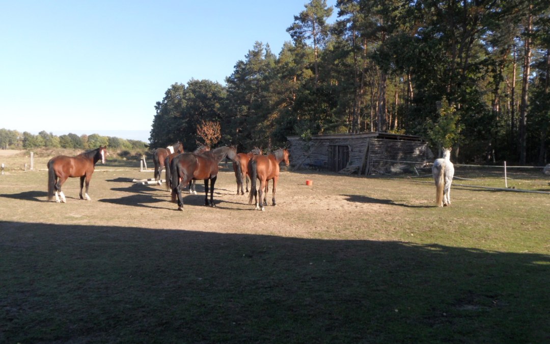 Guest horses in the paddock, © van Eick