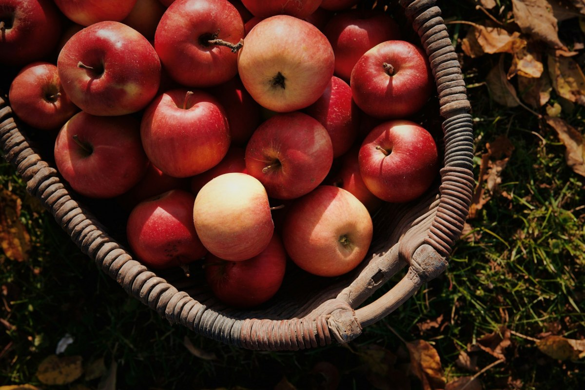 Appels in een mand // © Julia Kicova auf Unsplash Appels in een mand // © Julia Kicova auf Unsplash