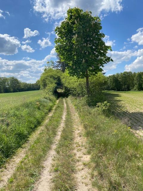 Rondweg van de burgemeester, © Touristinformationen Wesenberg & Mirow, Mecklenburgische Kleinseenplatte