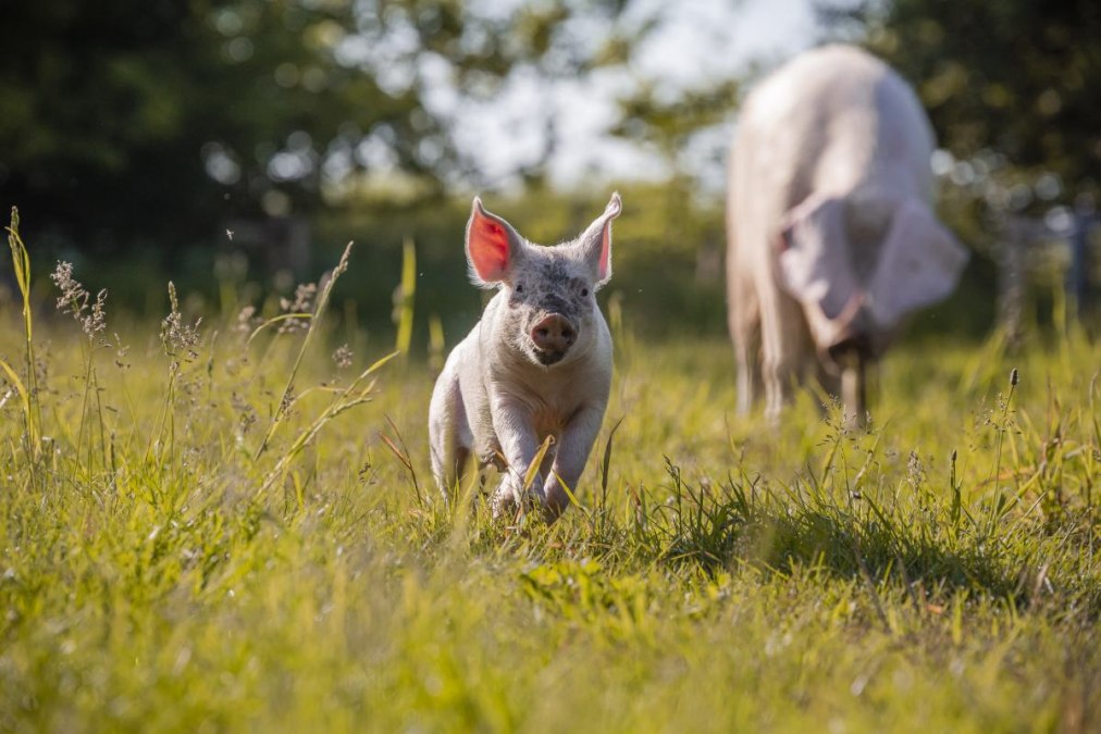02_land-of-animals_pigs_Willi-and-Hanna, © Land der Tiere