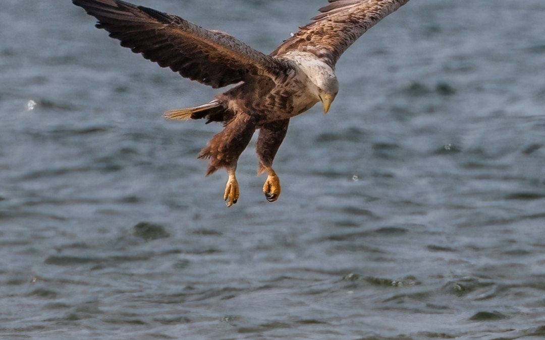 Landing van zeearend, © Kevin Hempel