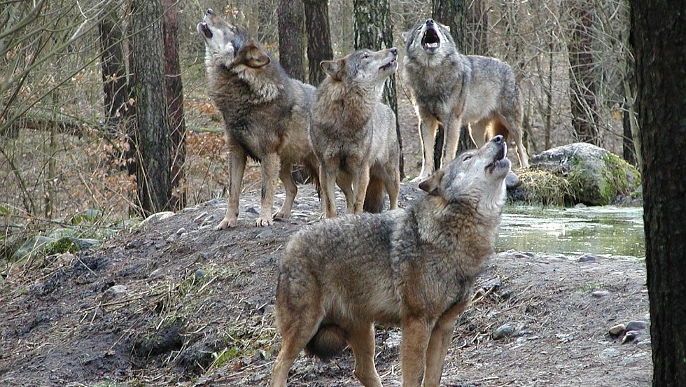 De roedel wolven zwerft door het kreupelhout en begint een geweldig brulconcert, © Wildpark-MV