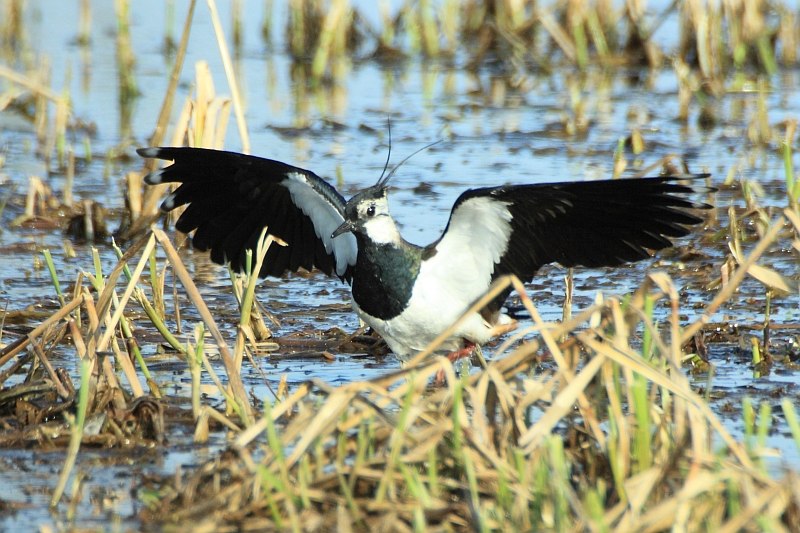 Lapwing male // © Fotoarchiv Naturpark Insel Usedom Lapwing male // © Fotoarchiv Naturpark Insel Usedom
